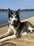Alaskan Husky tik