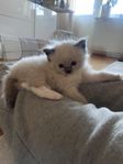 Ragdoll Kattungar 