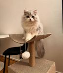 ragdoll 