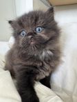 Ragdoll 