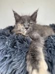 Maine coon hona med stamtavla