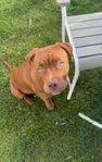American bully XL 