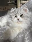 Ragdoll