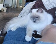 Stamboksförd Ragdoll 