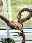 ögonfransgecko 