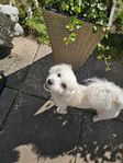 Bichon Frisé och Dvärgpudel