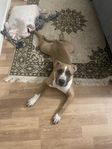 American Bully XL ABKC ( stamtavla)