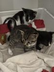 super gulliga kattungar