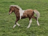 Amerikansk Miniatyr hästar.