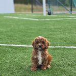 Cavapoo & Maltipoo Kennel