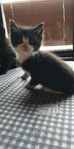 kattungar