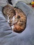 2 bengalblandningar