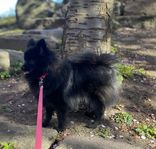 SKK Pomeranian tik