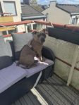 American bully XL