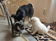 Pomeranian Japanskt spets valpar hanar