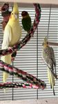 lovebird 