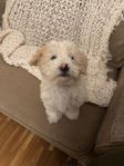 Bedårande Poochon-valpar – Pudel & Bichon Frisé-blandnin