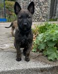Tjiva - Malinois/Holländare tik 