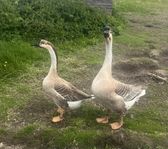Kinesiskt Knölgåspar