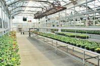 Blomstergrossist med viss egen odling - Örebro län