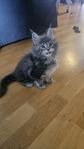 Maine Coon tjej med stammtavla 