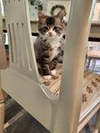 Kattungar lev klara v 24, norskskogskatt 