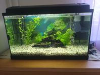 Komplett akvarium 