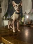 Sphynx för omplacering