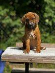 Rhodesian ridgeback hanvalp