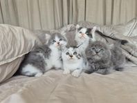 Underbara kattungar 