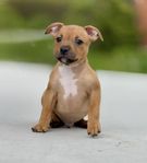 Staffordshire bullterrier valp SKK