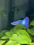 Moscow Green Guppy