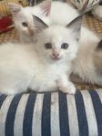 kattunge 