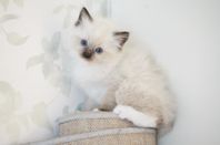Ragdoll 