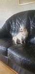 Ensam hund söker livslång kamrat