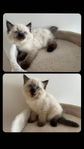 Ragdoll kattungar- Brun Colorpoint