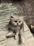 Brittisk långhår kattungar