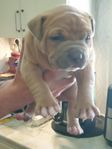 bully/ amstaff valpar