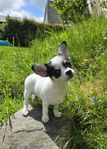 Chihuahua SKK