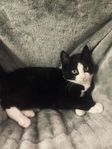 katt kattunge