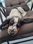 Engelsk springer spaniel Hanvalp Leveransklar 
