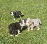 Border collie korsningar i lagom storlek
