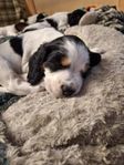 Engelsk springer spaniel Hanvalp 