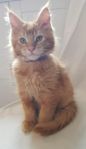 Maine coon kille