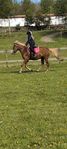 Guldponny till salu