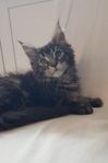 Maine coon kille