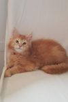 Maine Coon kille
