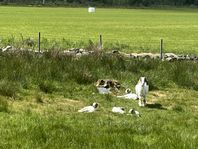 Boerkillingar säljes och bytes