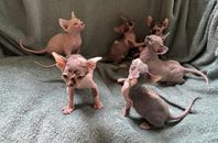 Sphynx kattungar  (sverak) 