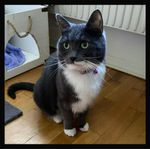 Prinsessan Bubbelgum omplacering Ragdoll/Huskatt